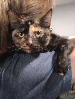 Sissy -  Domestic Short Hair Cat for Adoption in North Richland Hills, Texas - Sissy | PetCurious