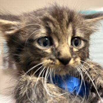 Rescue Domestic Medium Hair Cats for Adoption in Yuma, Arizona - Coral | PetCurious