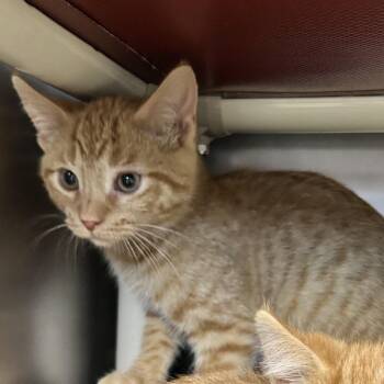 Cheetoh -  Domestic Short Hair Cat for Adoption in Newport, North Carolina - Cheetoh | PetCurious