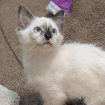Nano -  Domestic Medium Hair Cat for Adoption in Sonoma, California - Nano | PetCurious