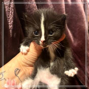 Bracken -  Domestic Short Hair Cat Available for Adoption in Monroe, Michigan - Bracken | PetCurious