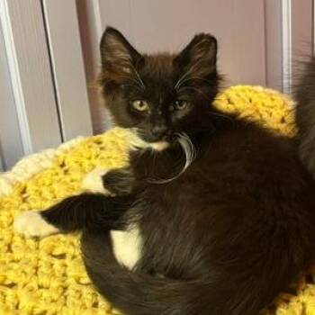 Aspen -  Domestic Long Hair Cat for Adoption in Hailey, Idaho - Aspen | PetCurious