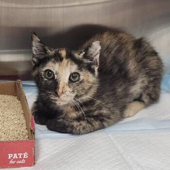 Dasher -  Domestic Short Hair Cat for Adoption in Clearwater, Florida - Dasher | PetCurious