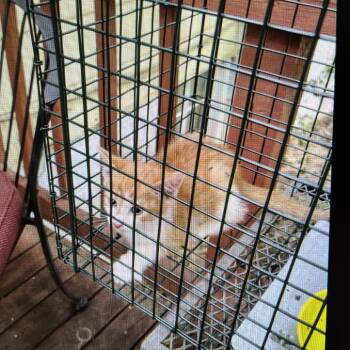 Half and Half (Sticker) -  Domestic Short Hair Cat for Adoption in Greensboro, North Carolina - Half And Half (Sticker) | PetCurious