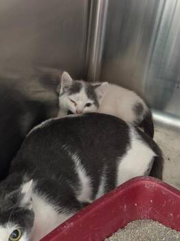 Posy -  Domestic Short Hair Cat for Adoption in Athens, Tennessee - Posy | PetCurious
