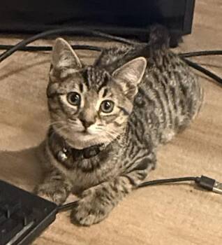 Willa -  Domestic Short Hair Cat for Adoption in Sioux Falls, South Dakota - Willa | PetCurious