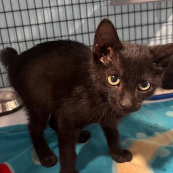 Bobbi (26-3721) -  Domestic Short Hair Cat for Adoption in Gordonsville, Tennessee - Bobbi (26-3721) | PetCurious