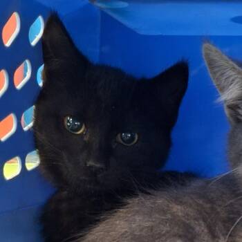 Rescue Domestic Medium Hair Cats for Adoption in Montgomery, Alabama - December | PetCurious