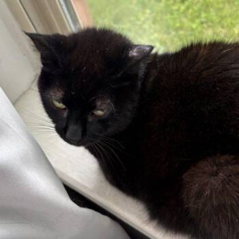 Skinny Kitty -  Domestic Short Hair Cat Available for Adoption in Seven Valleys, Pennsylvania - Skinny Kitty | PetCurious