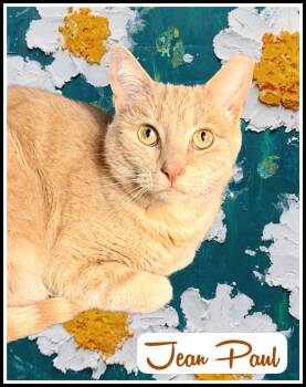 Tabby Cats Available for Adoption in Greenville, Delaware - Jean Paul (FCID# 01/12/2026 - 82) Willow Grove | PetCurious