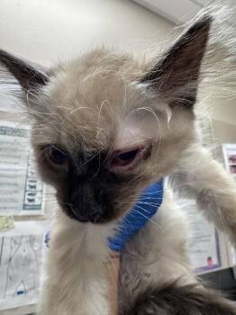 Domestic Short Hair Cats Available for Adoption in Las Vegas, Nevada - POZOLE | PetCurious