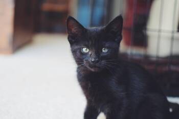 Legend -  Domestic Short Hair Cat for Adoption in Walnut Creek, California - Legend | PetCurious