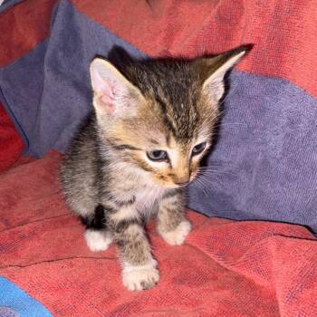 Garth -  Domestic Short Hair Cat for Adoption in Crookston, Minnesota - Garth | PetCurious