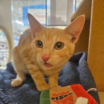 Peter -  Domestic Short Hair Cat for Adoption in Grantsville, Utah - Peter | PetCurious