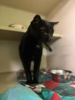 Rescue Domestic Short Hair Cats for Adoption in Thayne, Wyoming - Dragonfly | PetCurious