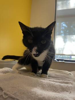 Ophelia -  Domestic Short Hair Cat for Adoption in Raleigh, North Carolina - Ophelia | PetCurious