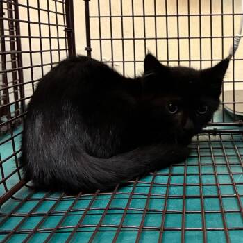 Terra -  Domestic Short Hair Cat for Adoption in Pasadena, California - Terra | PetCurious