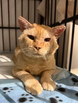 Rescue Domestic Short Hair Cats for Adoption in South Miami, Florida - Astro | PetCurious