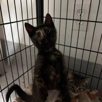 Domestic Short Hair Cats Available for Adoption in Fredericksburg, Virginia - Sweet Chin Music | PetCurious