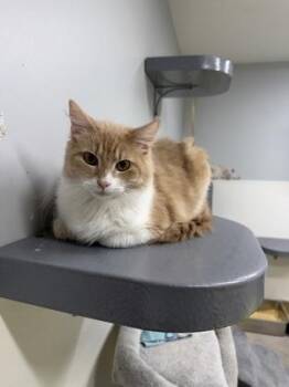 Domestic Long Hair and Domestic Short Hair Cats Available for Adoption in West Chester, Pennsylvania - Mr. Darcy | PetCurious