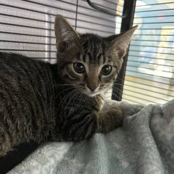 Rescue Domestic Short Hair Cats for Adoption in Middleburg, Florida - Fright 28144 | PetCurious
