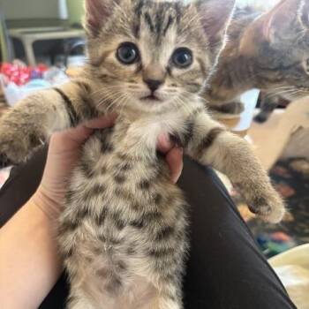 Blep -  Domestic Short Hair Cat for Adoption in Chicago, Illinois - Blep | PetCurious