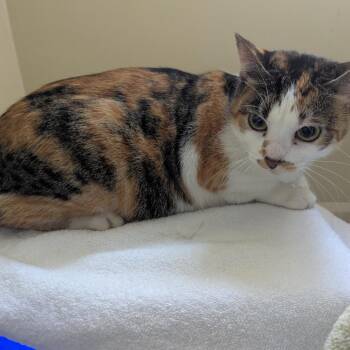 Domestic Short Hair Cats Available for Adoption in Pasadena, California - Muffin | PetCurious