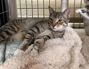 Fireball -  Domestic Short Hair Cat for Adoption in Wantagh, New York - Fireball | PetCurious