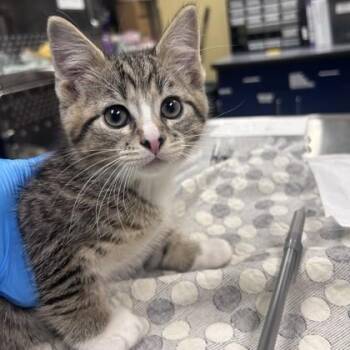 Harry Potter -  Domestic Short Hair Cat for Adoption in Merriam, Kansas - Harry Potter | PetCurious