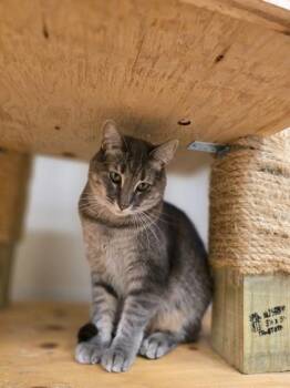 Rescue Domestic Short Hair Cats for Adoption in Woodstock, Illinois - Skye | PetCurious