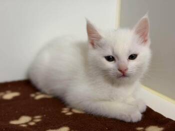 Indra -  Domestic Short Hair Cat for Adoption in Othello, Washington - Indra | PetCurious