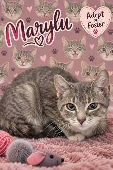 Marylu:  Foster Req. (FCID# 9/02/26-26 Trainer) -  Tabby Cat for Adoption in Greenville, Delaware - Marylu:  Foster Req. (FCID# 9/02/26-26 Trainer) | PetCurious