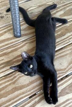 Smokey -  Domestic Short Hair Cat for Adoption in Saint James City, Florida - Smokey | PetCurious