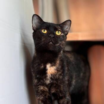 Domestic Short Hair Cats Available for Adoption in Nashville, Indiana - Tuna Turner | PetCurious