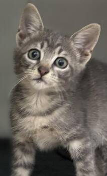 Purribelle 1062-26 -  Domestic Short Hair Cat for Adoption in Cumming, Georgia - Purribelle 1062-26 | PetCurious