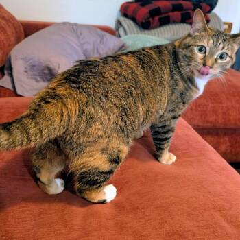 Nikita -  Domestic Short Hair Cat for Adoption in Madison, Wisconsin - Nikita | PetCurious