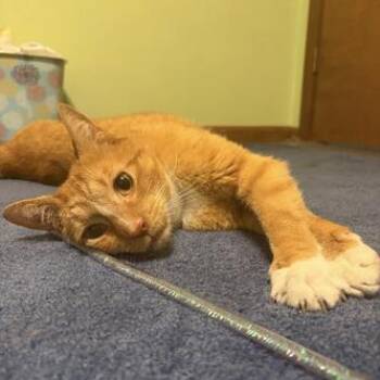 Dennis -  Domestic Short Hair Cat for Adoption in Dayton, Ohio - Dennis | PetCurious