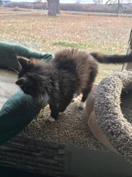 Domestic Long Hair Cats Available for Adoption in Nucla, Colorado - Cooper | PetCurious