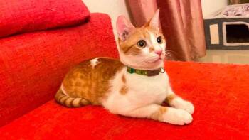 Mimi -  Domestic Short Hair Cat for Adoption in Lunenburg, Massachusetts - Mimi | PetCurious