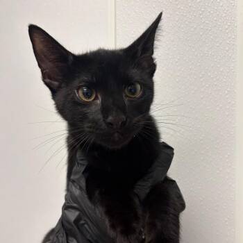 Bulliee -  Domestic Short Hair Cat for Adoption in Abilene, Texas - Bulliee | PetCurious