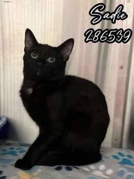 Rescue Domestic Short Hair Cats for Adoption in Macon, Georgia - SADIE | PetCurious