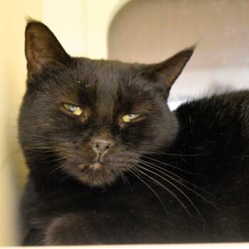 Rescue Domestic Short Hair Cats for Adoption in Waynesboro, Pennsylvania - Montana | PetCurious