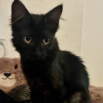 Mariana -  Domestic Medium Hair Cat for Adoption in Houston, Texas - Mariana | PetCurious