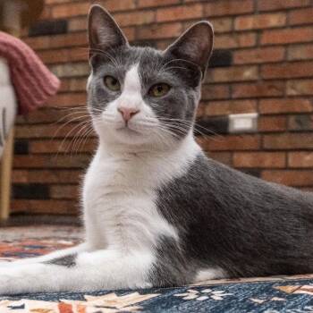 Popcorn -  Domestic Short Hair Cat for Adoption in Danbury, Connecticut - Popcorn | PetCurious
