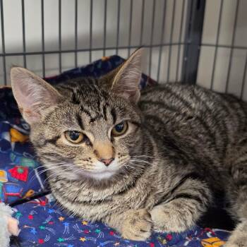 Domestic Short Hair Cats Available for Adoption in Muncie, Indiana - Slip And Slide | PetCurious