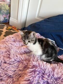 Domestic Short Hair Cats Available for Adoption in Pleasanton, California - Marguerite | PetCurious