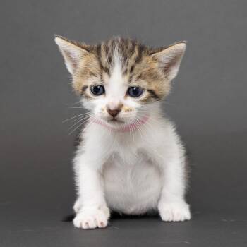 Luca -  Domestic Short Hair Cat for Adoption in Franklin, Tennessee - Luca | PetCurious