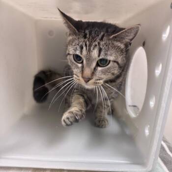 Tigger -  Domestic Short Hair Cat for Adoption in Reno, Nevada - Tigger | PetCurious