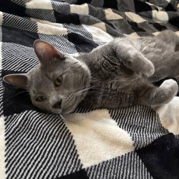 Rescue Domestic Short Hair Cats for Adoption in Evanston, Illinois - Almond Joy | PetCurious