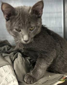 Titan -  Domestic Short Hair Cat for Adoption in Chamblee, Georgia - Titan | PetCurious